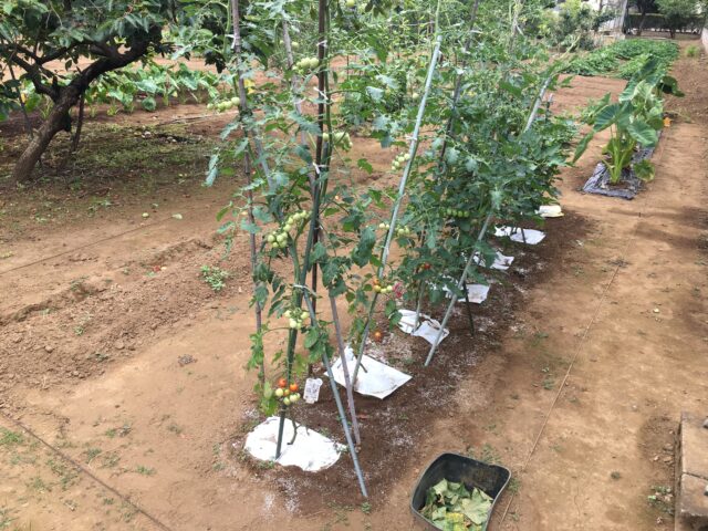 千葉の実家に帰省