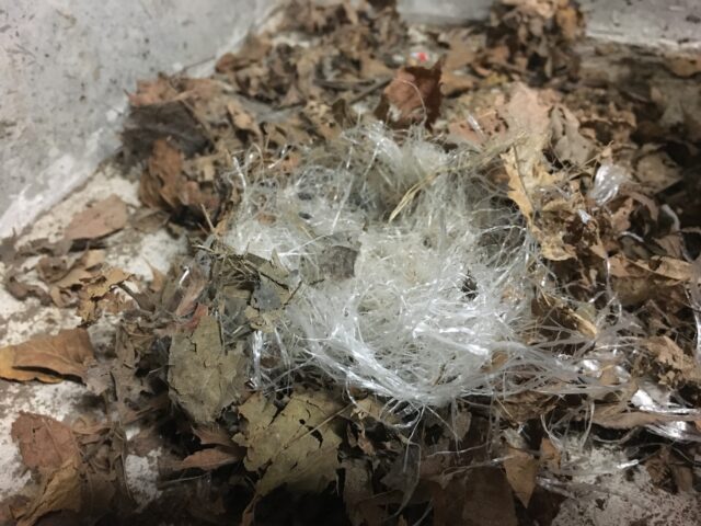 たぶんクマネズミの巣