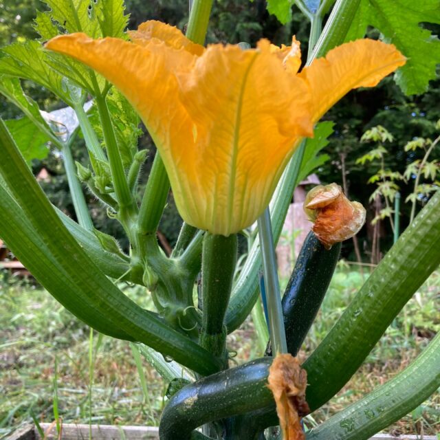 家庭菜園の記録（2022年）