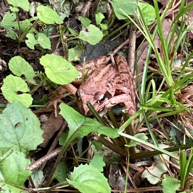 ヤマアカガエル