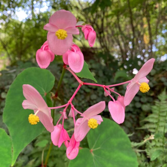 シュウカイドウ