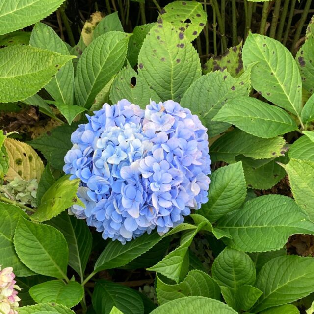 アジサイとガクアジサイ