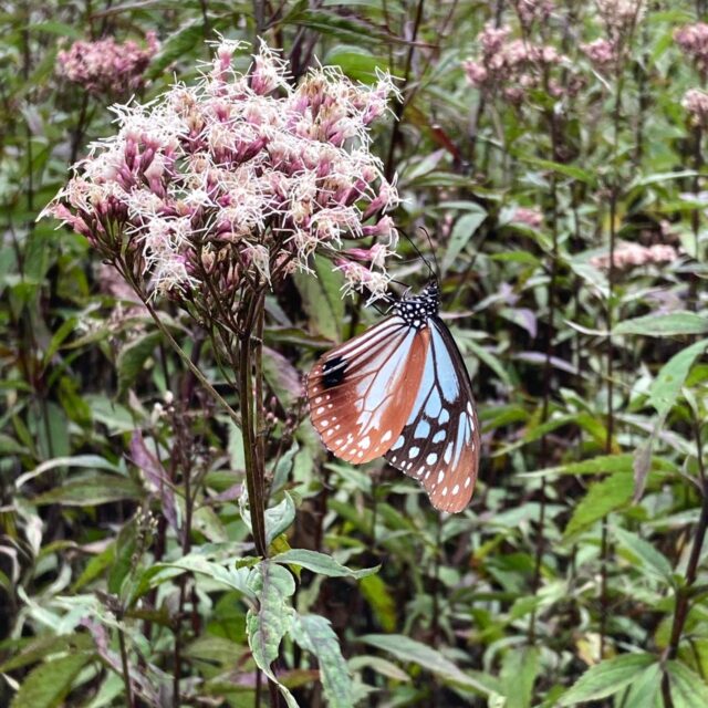 山の上庭園のアサギマダラ
