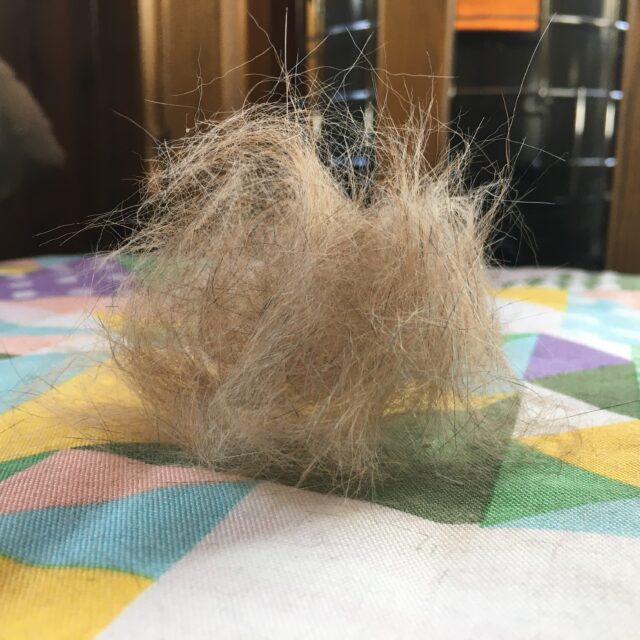 ストーブの前でブラッシングされる猫