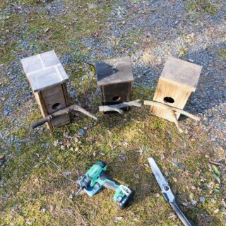 野鳥の巣箱の修理と再設置