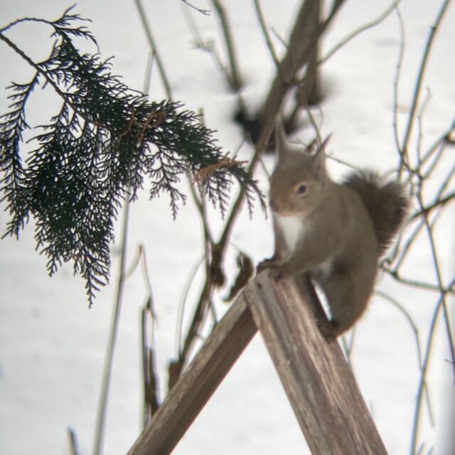 ニホンリスの再々来