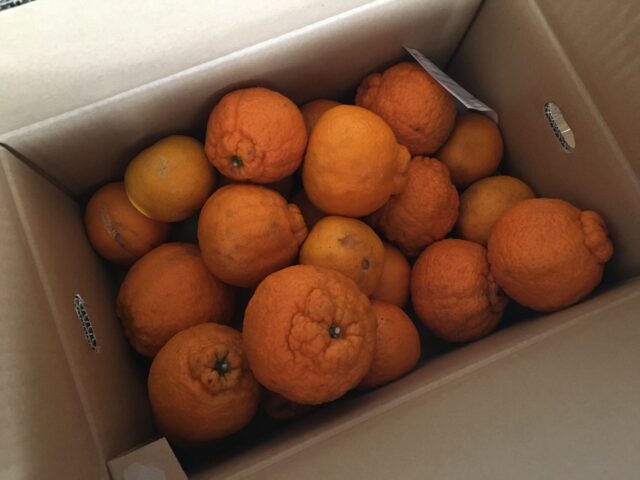 柑橘類とサバカレー