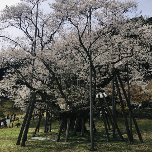 淡墨桜と華厳寺