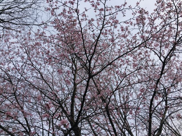庭の桜が満開