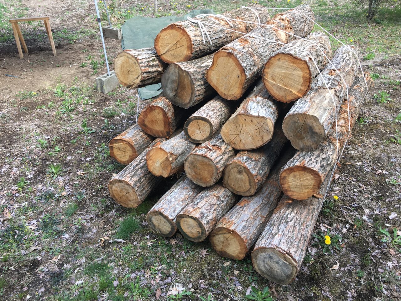 薪の原木が着荷