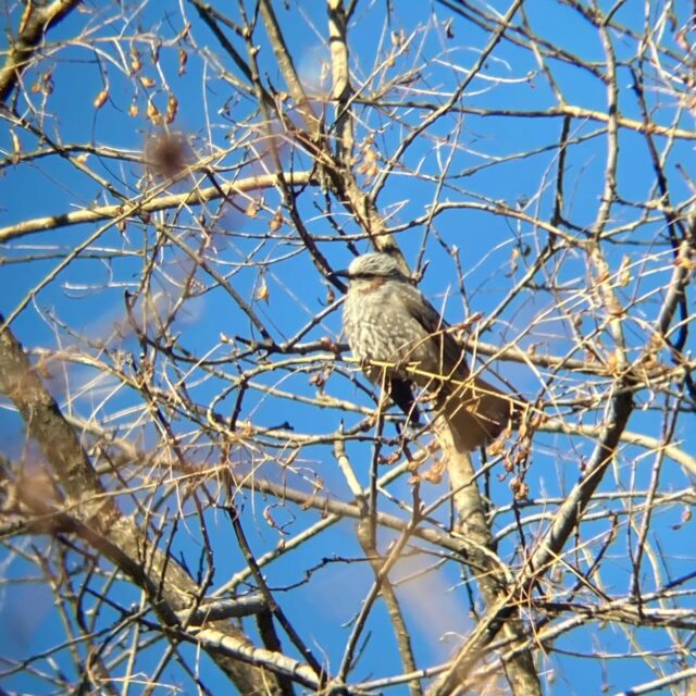 庭で見かけた野鳥と野生動物