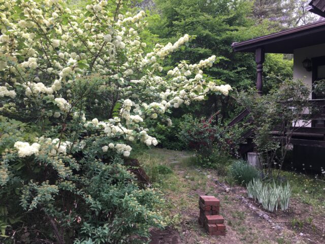 オオデマリとコデマリ