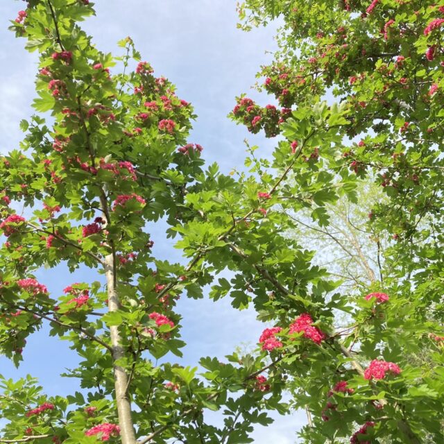 セイヨウサンザシ