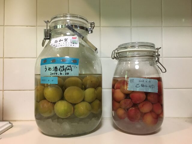 梅酒の仕込み