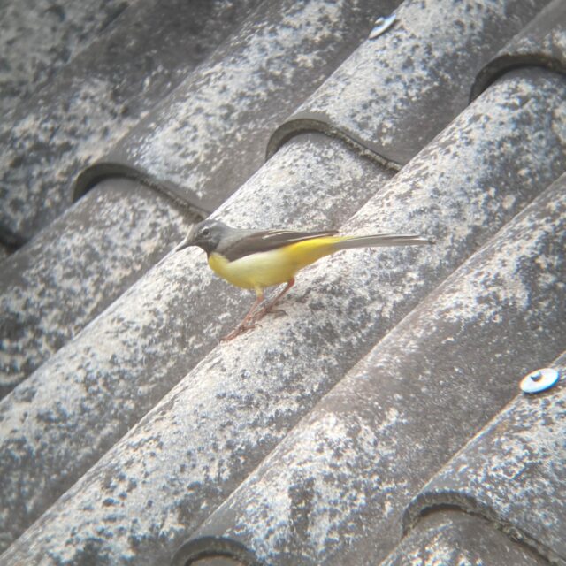 キセキレイの親子