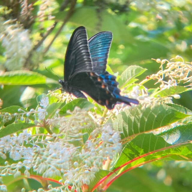 リョウブとミヤマカラスアゲハ