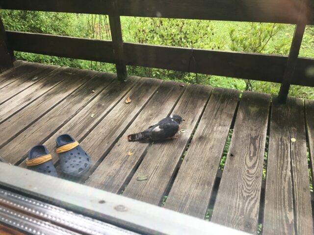 ジュウイチのバードストライク