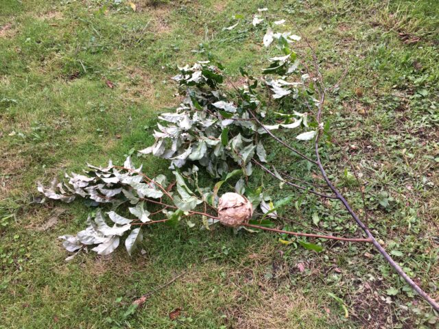 再び作られたスズメバチの巣を自分で駆除