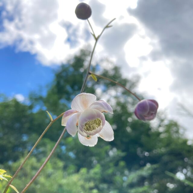 レンゲショウマ