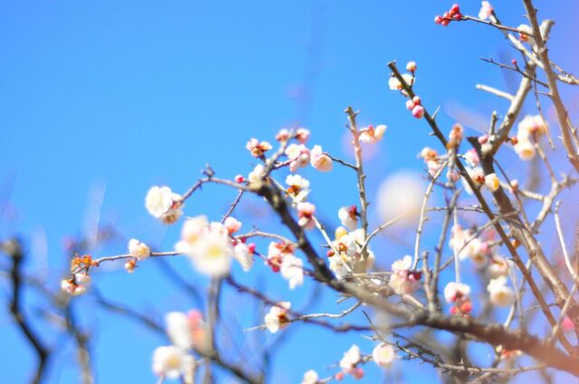 荒川遊園〜鬼子母神社〜サンシャイン水族館
