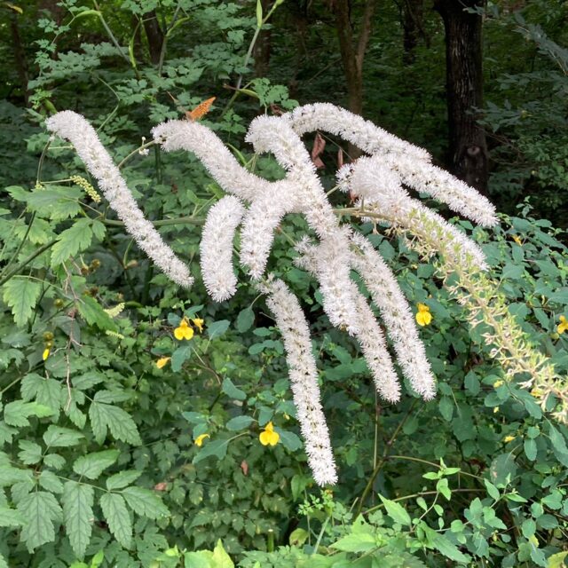 サラシナショウマ