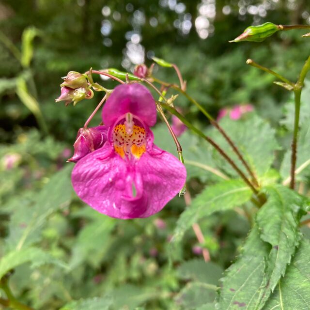 ツリフネソウとキツリフネ