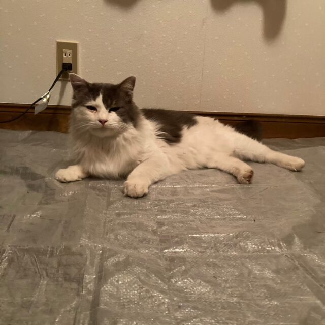 白い猫が仲間入り