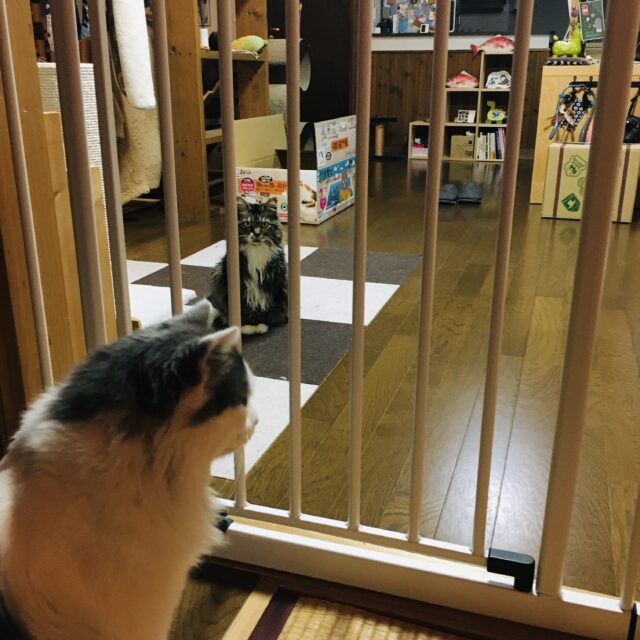 猫たちの初顔合わせ