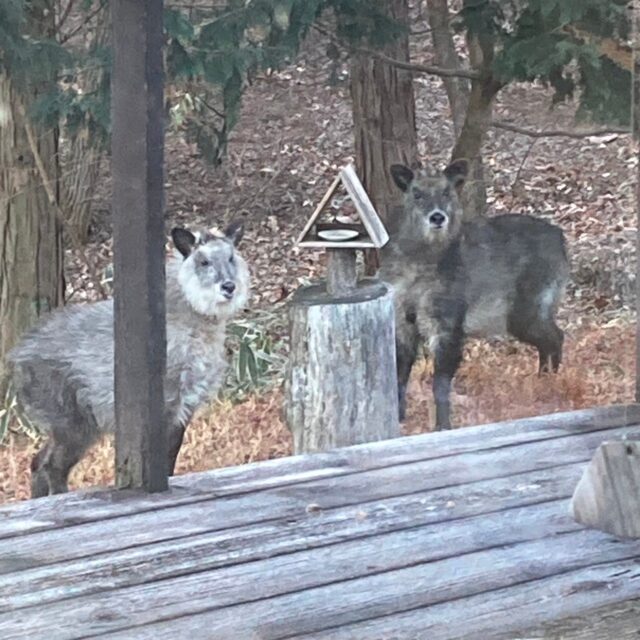 久しぶりのニホンカモシカ