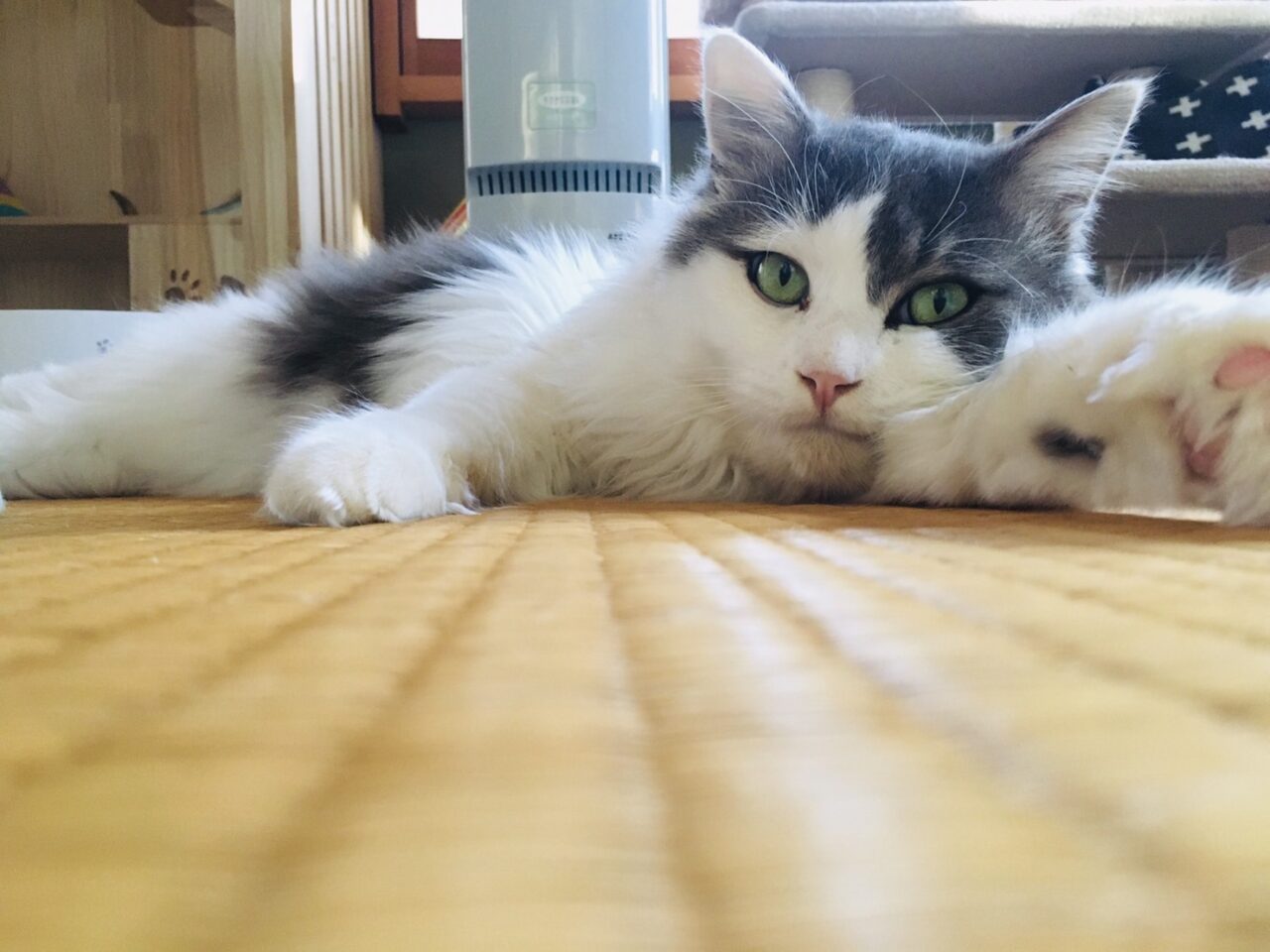 畳は白い猫の爪でボロボロ