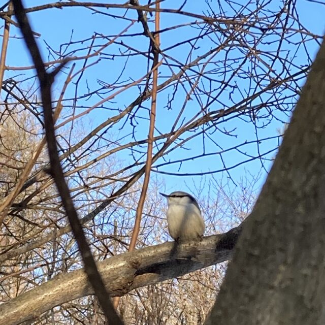 ゴジュウカラとシジュウカラ