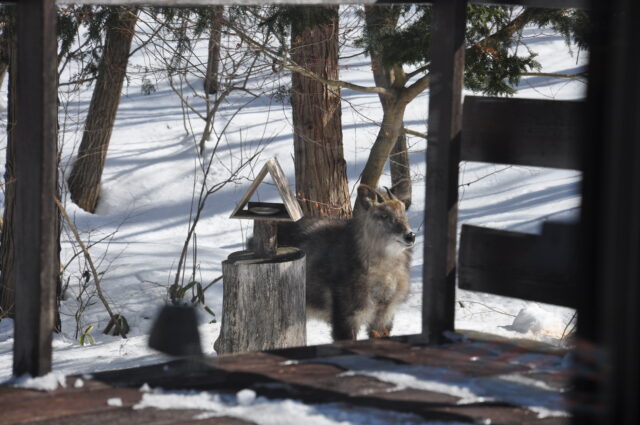 頻繁に来るニホンカモシカ