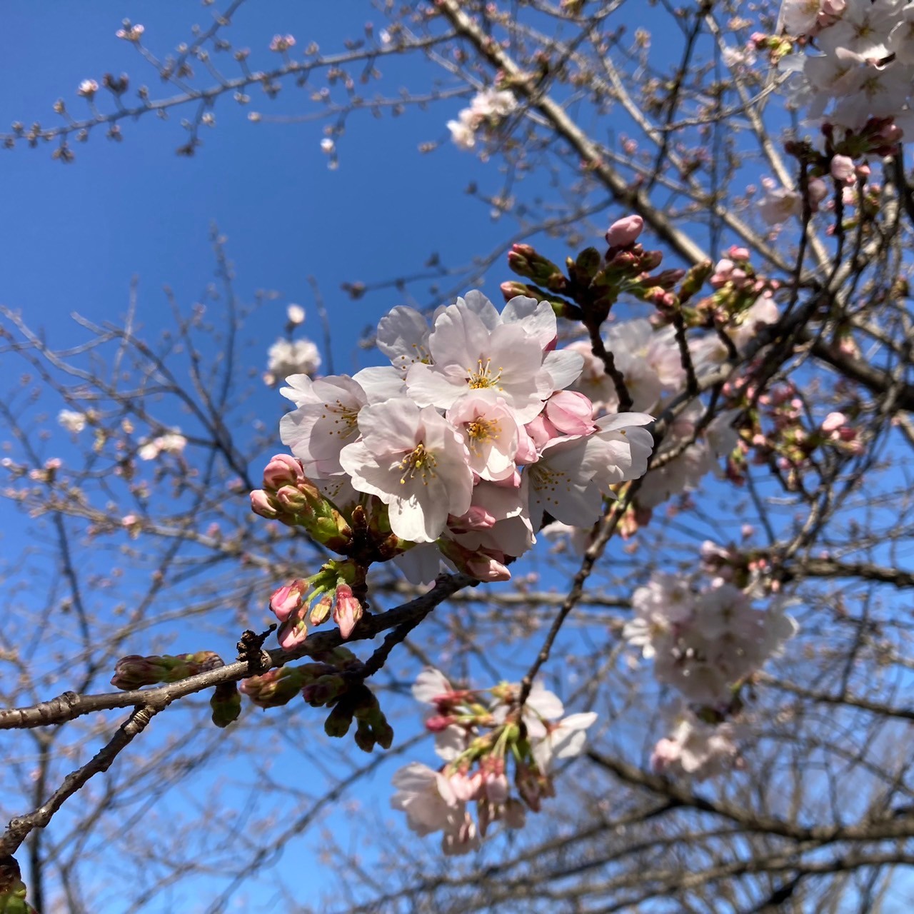 第4回 若泉公園桜まつり＆本庄クラフトアートフェア