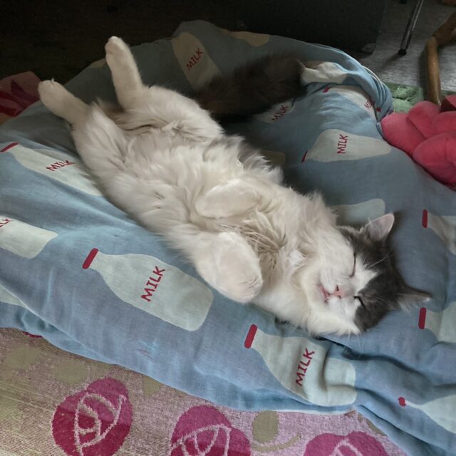 「問い合わせ」と「問合せ」はどちらが適切か？