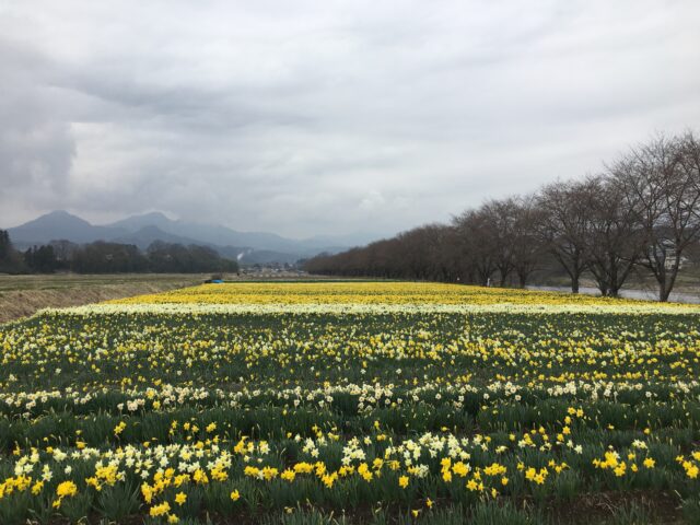 岩井親水公園のラッパスイセン