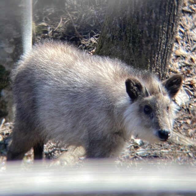 ニホンカモシカ　毛皮 Bibian 比比昂 - カモシカ 毛皮 角爪付 ニホンカモシカ 生地