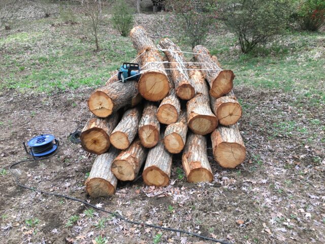 2024年の薪割り（馬鹿棒、廃タイヤ、薪棚修理）