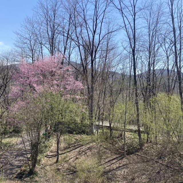 庭の桜が満開