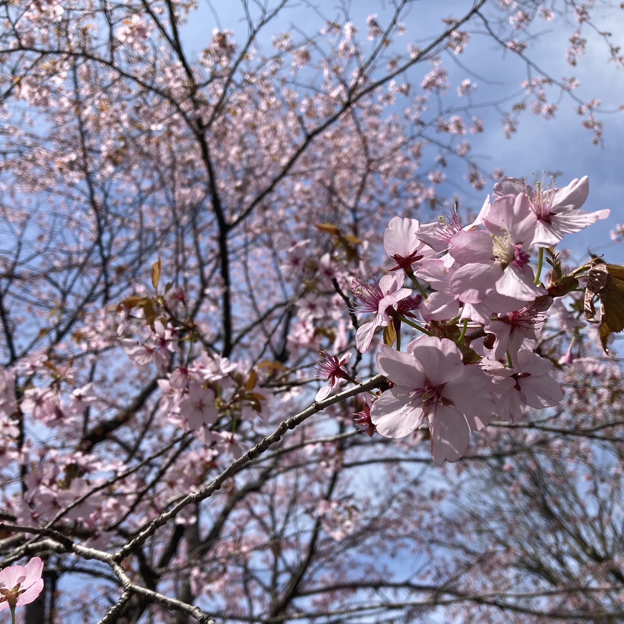 庭の桜が満開