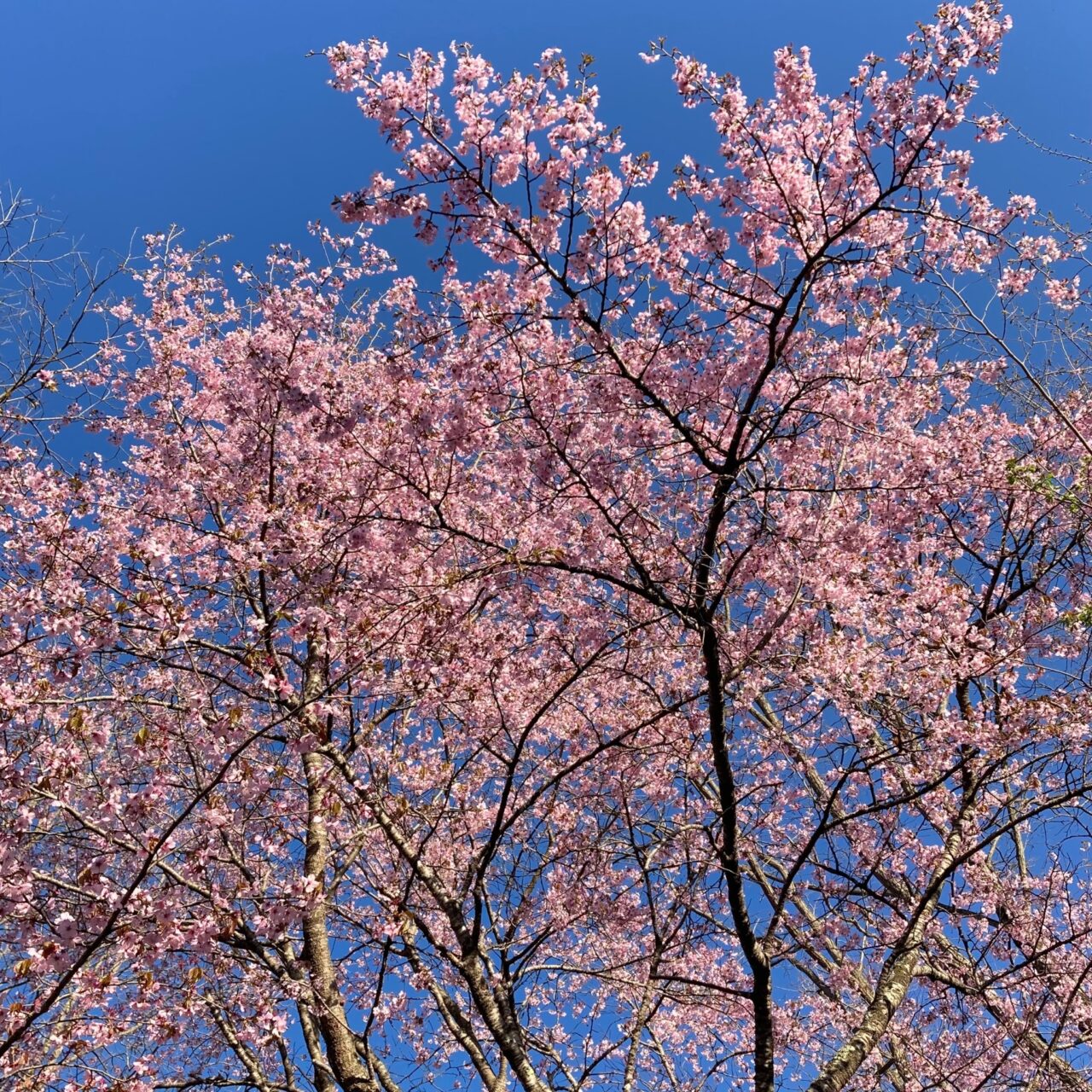庭の桜が満開