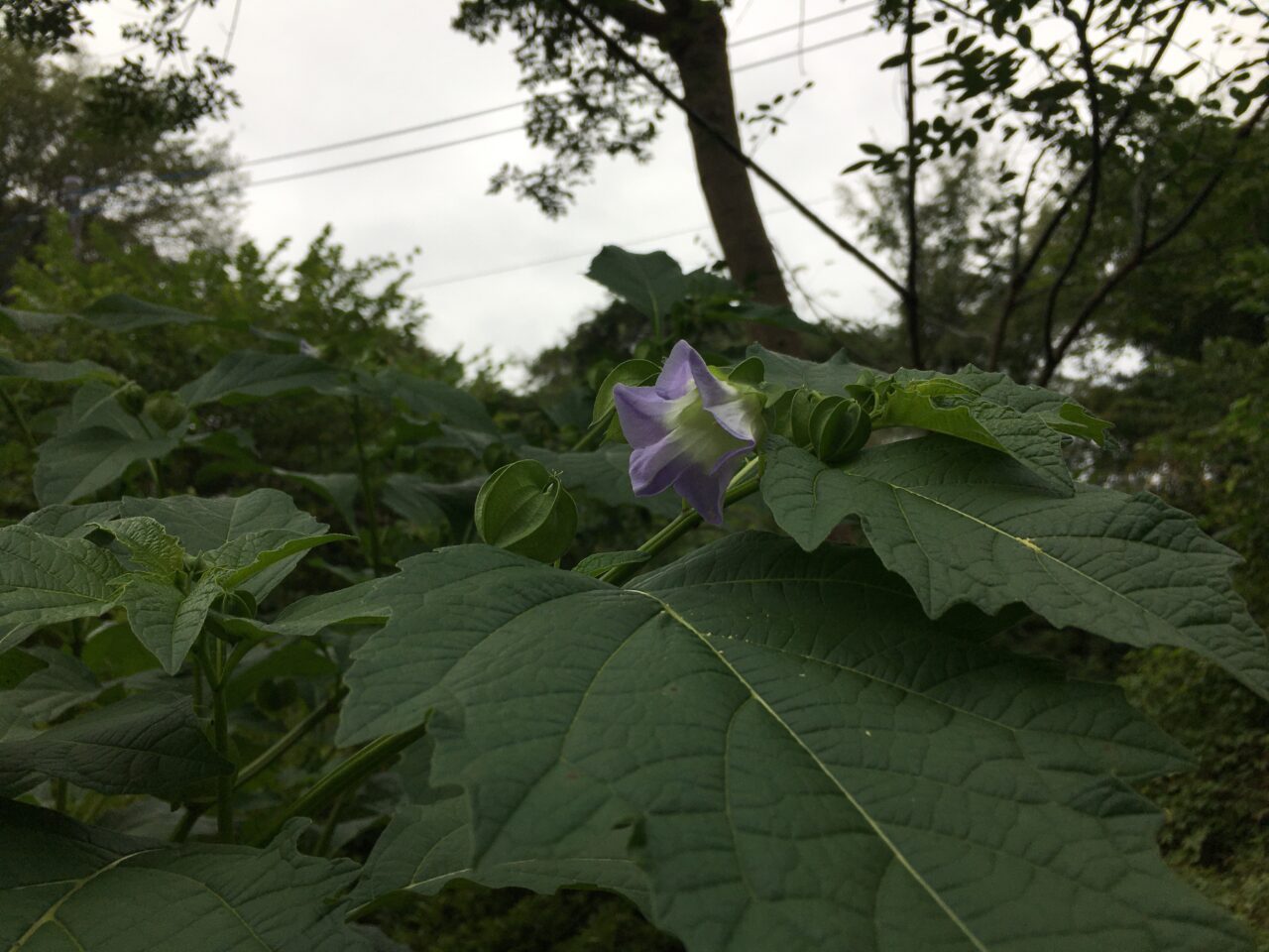 オオセンナリの花