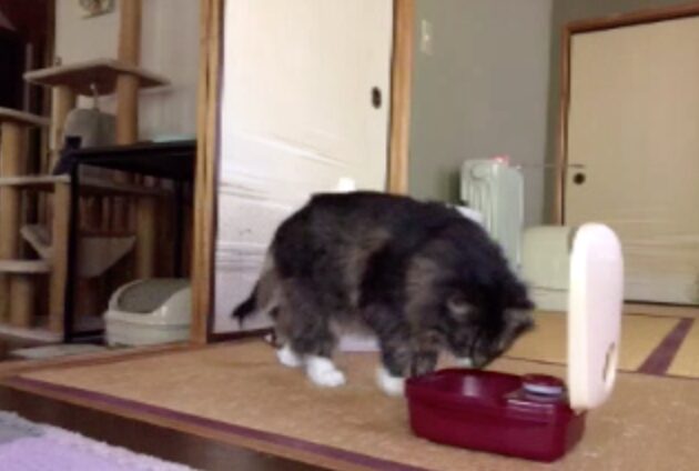 留守番しているときの猫の様子