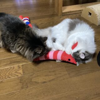 おおきなエビで遊ぶ猫