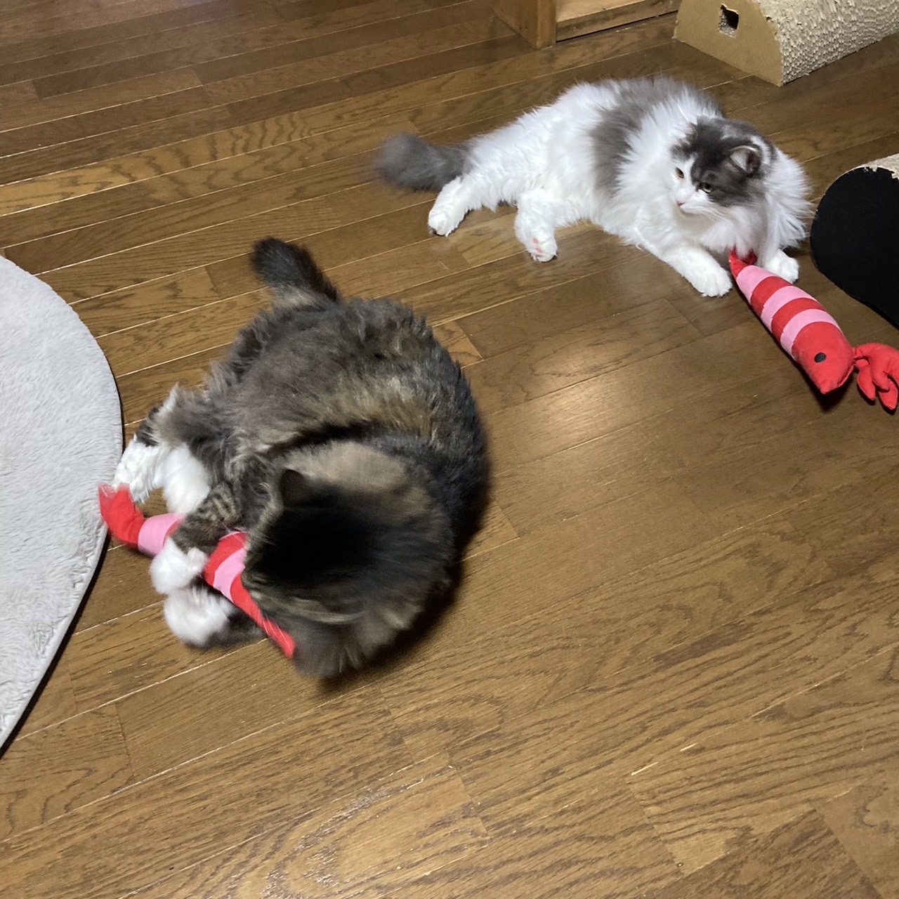 おおきなエビで遊ぶ猫