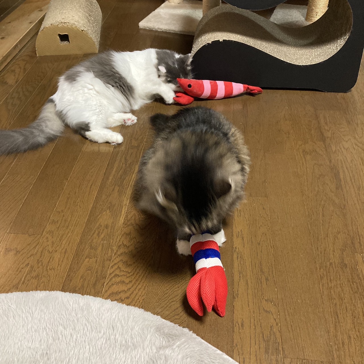 おおきなエビで遊ぶ猫