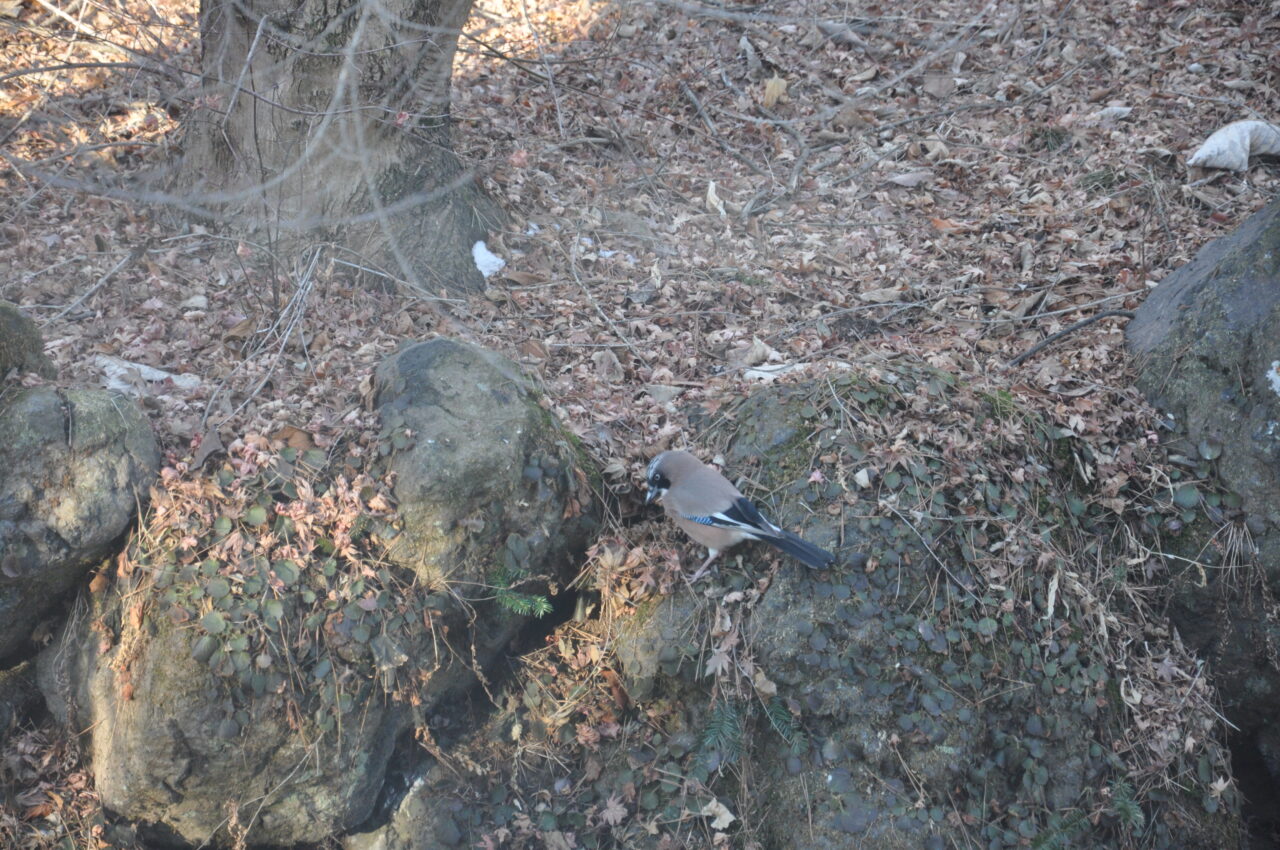 カケス
