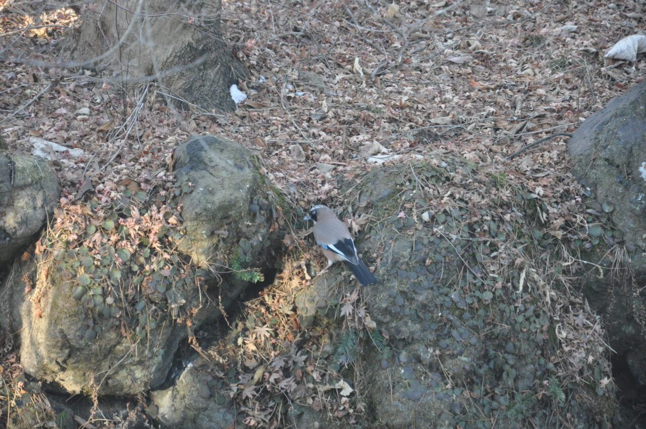 カケス