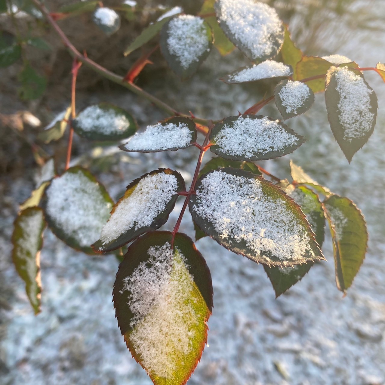 初雪と冬支度のリス