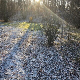 初雪と冬支度のリス