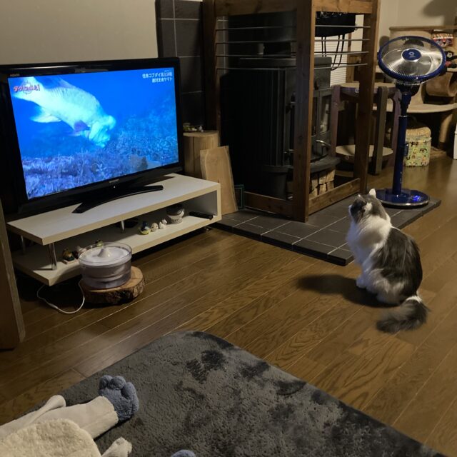 テレビを見る白い猫